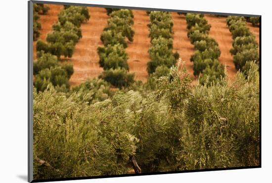 Olive trees in a field, Jaen, Jaen Province, Andalusia, Spain-null-Mounted Photographic Print