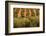 Olive trees in a field, Jaen, Jaen Province, Andalusia, Spain-null-Framed Photographic Print
