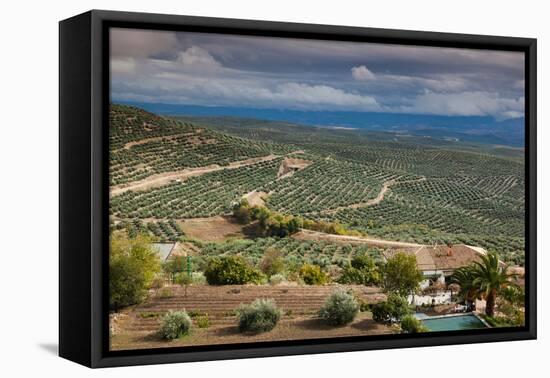 Olive trees in a field, Ubeda, Jaen Province, Andalusia, Spain-null-Framed Premier Image Canvas