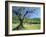 Olive Trees in a Grove in the Nyons District in the Drome Region of France, Europe-Maxwell Duncan-Framed Photographic Print