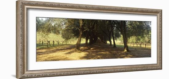 Olive Trees in a Vineyard, Schramsberg Vineyards, Calistoga, Napa Valley, California, USA-null-Framed Photographic Print