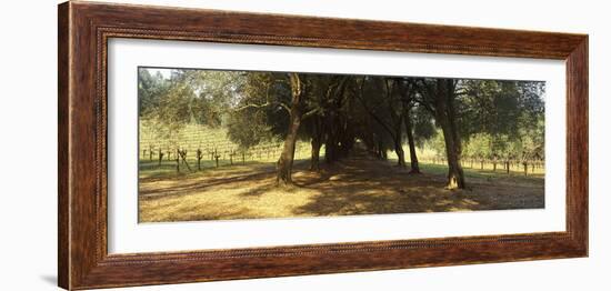 Olive Trees in a Vineyard, Schramsberg Vineyards, Calistoga, Napa Valley, California, USA-null-Framed Photographic Print