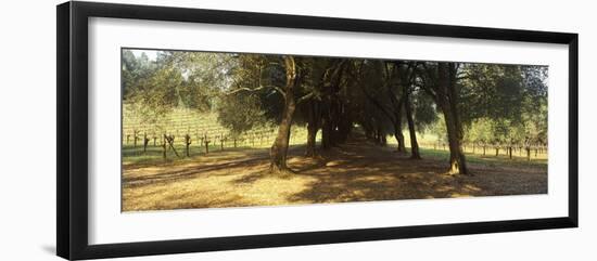 Olive Trees in a Vineyard, Schramsberg Vineyards, Calistoga, Napa Valley, California, USA-null-Framed Photographic Print