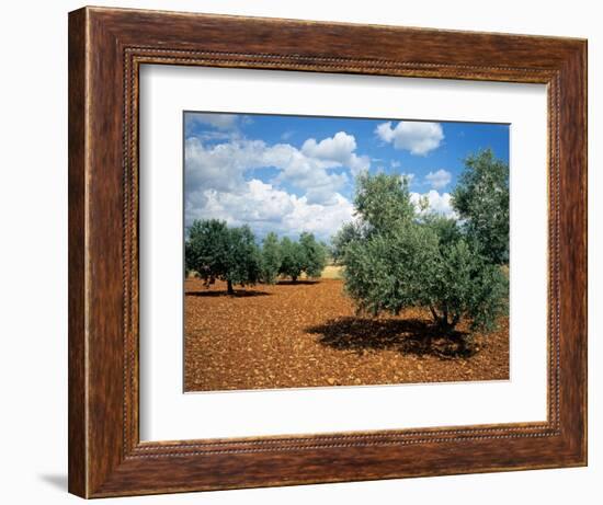 Olive Trees in Provence, France-David Barnes-Framed Photographic Print