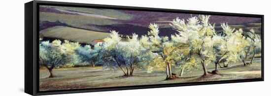 Olive Trees in the Evening-Helen J. Vaughn-Framed Premier Image Canvas