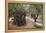 Olive Trees in the Garden of Gethsemane, Jerusalem, Israel, Middle East-Yadid Levy-Framed Premier Image Canvas