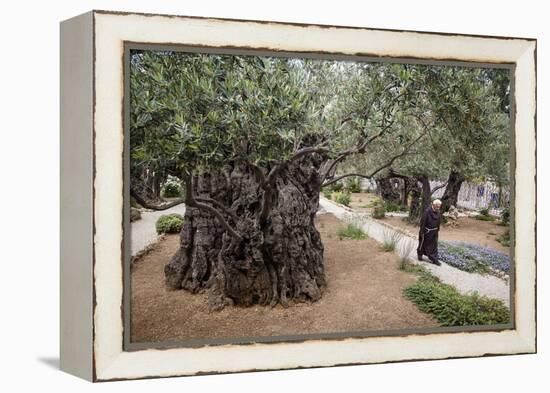 Olive Trees in the Garden of Gethsemane, Jerusalem, Israel, Middle East-Yadid Levy-Framed Premier Image Canvas