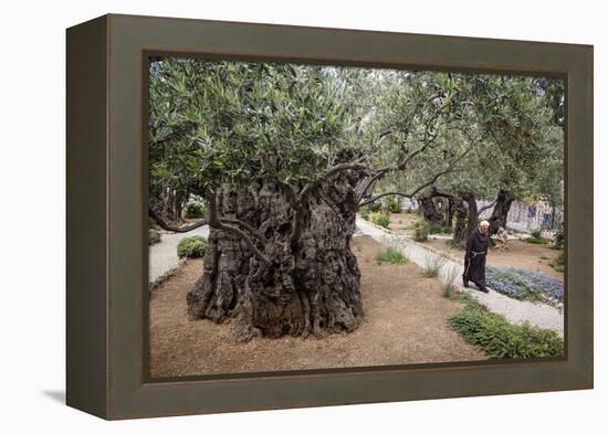 Olive Trees in the Garden of Gethsemane, Jerusalem, Israel, Middle East-Yadid Levy-Framed Premier Image Canvas