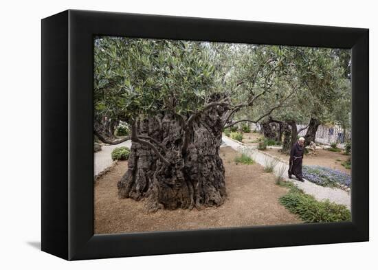 Olive Trees in the Garden of Gethsemane, Jerusalem, Israel, Middle East-Yadid Levy-Framed Premier Image Canvas