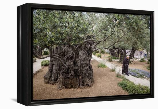 Olive Trees in the Garden of Gethsemane, Jerusalem, Israel, Middle East-Yadid Levy-Framed Premier Image Canvas