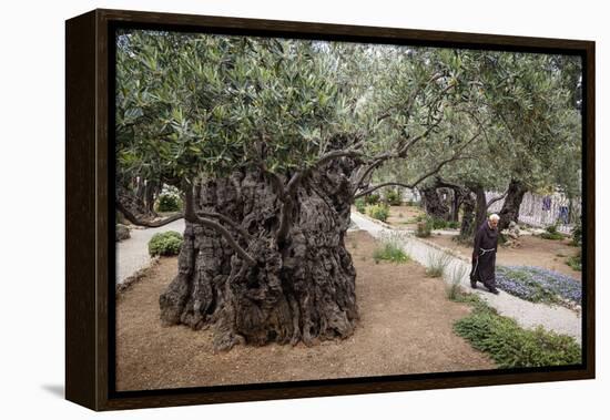 Olive Trees in the Garden of Gethsemane, Jerusalem, Israel, Middle East-Yadid Levy-Framed Premier Image Canvas