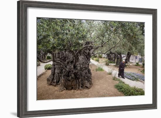 Olive Trees in the Garden of Gethsemane, Jerusalem, Israel, Middle East-Yadid Levy-Framed Photographic Print