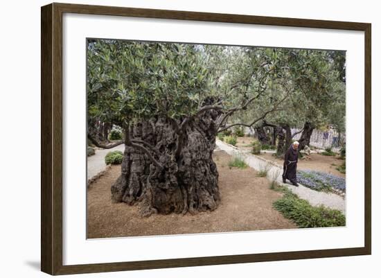 Olive Trees in the Garden of Gethsemane, Jerusalem, Israel, Middle East-Yadid Levy-Framed Photographic Print