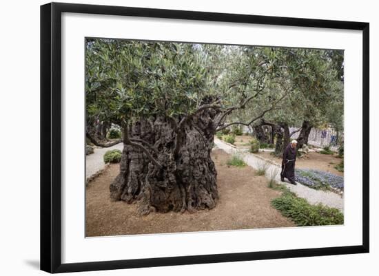 Olive Trees in the Garden of Gethsemane, Jerusalem, Israel, Middle East-Yadid Levy-Framed Photographic Print