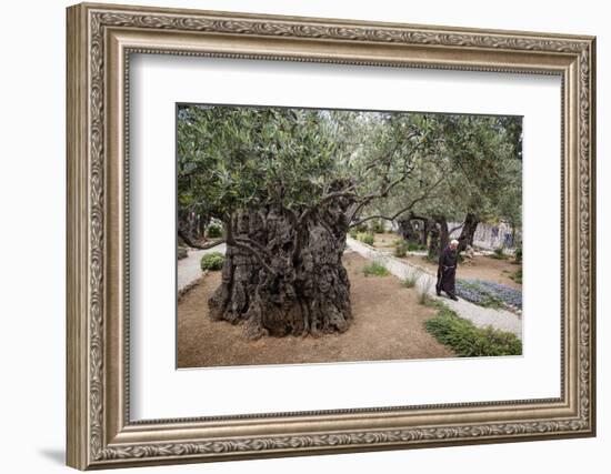 Olive Trees in the Garden of Gethsemane, Jerusalem, Israel, Middle East-Yadid Levy-Framed Premium Photographic Print