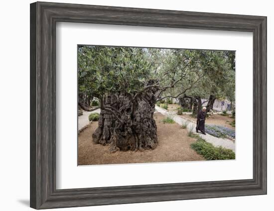 Olive Trees in the Garden of Gethsemane, Jerusalem, Israel, Middle East-Yadid Levy-Framed Premium Photographic Print