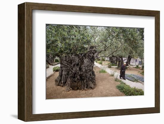 Olive Trees in the Garden of Gethsemane, Jerusalem, Israel, Middle East-Yadid Levy-Framed Premium Photographic Print