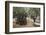 Olive Trees in the Garden of Gethsemane, Jerusalem, Israel, Middle East-Yadid Levy-Framed Premium Photographic Print