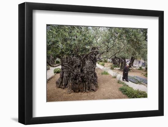 Olive Trees in the Garden of Gethsemane, Jerusalem, Israel, Middle East-Yadid Levy-Framed Premium Photographic Print