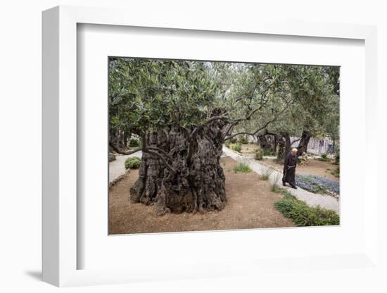 Olive Trees in the Garden of Gethsemane, Jerusalem, Israel, Middle East-Yadid Levy-Framed Premium Photographic Print