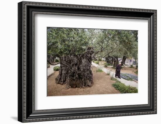 Olive Trees in the Garden of Gethsemane, Jerusalem, Israel, Middle East-Yadid Levy-Framed Premium Photographic Print