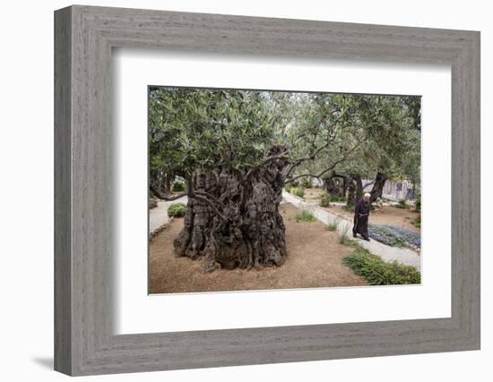 Olive Trees in the Garden of Gethsemane, Jerusalem, Israel, Middle East-Yadid Levy-Framed Photographic Print