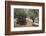 Olive Trees in the Garden of Gethsemane, Jerusalem, Israel, Middle East-Yadid Levy-Framed Photographic Print