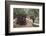 Olive Trees in the Garden of Gethsemane, Jerusalem, Israel, Middle East-Yadid Levy-Framed Photographic Print