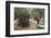 Olive Trees in the Garden of Gethsemane, Jerusalem, Israel, Middle East-Yadid Levy-Framed Photographic Print