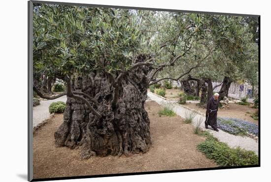 Olive Trees in the Garden of Gethsemane, Jerusalem, Israel, Middle East-Yadid Levy-Mounted Photographic Print
