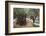 Olive Trees in the Garden of Gethsemane, Jerusalem, Israel, Middle East-Yadid Levy-Framed Photographic Print