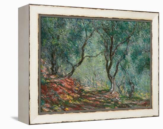 Olive Trees in the Moreno Garden, 1884-Claude Monet-Framed Premier Image Canvas