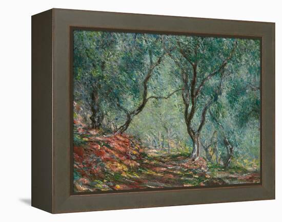 Olive Trees in the Moreno Garden, 1884-Claude Monet-Framed Premier Image Canvas