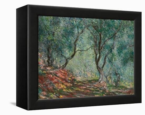 Olive Trees in the Moreno Garden, 1884-Claude Monet-Framed Premier Image Canvas