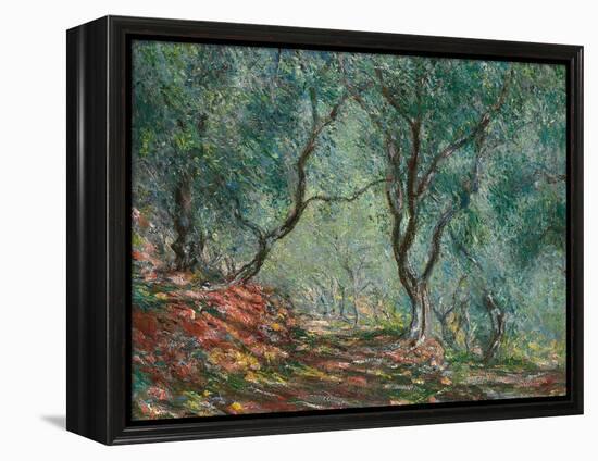 Olive Trees in the Moreno Garden, 1884-Claude Monet-Framed Premier Image Canvas