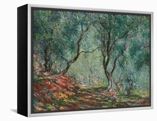 Olive Trees in the Moreno Garden, 1884-Claude Monet-Framed Premier Image Canvas