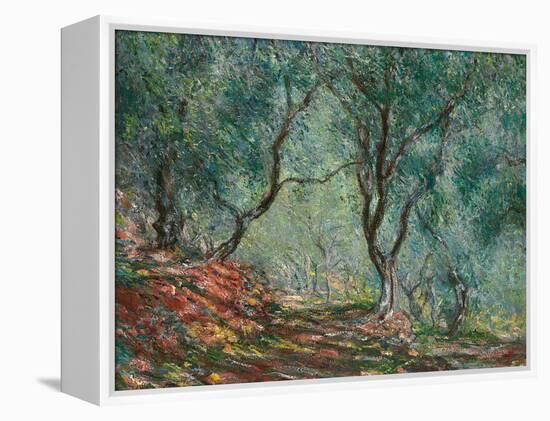 Olive Trees in the Moreno Garden, 1884-Claude Monet-Framed Premier Image Canvas