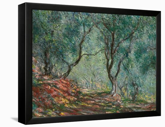 Olive Trees in the Moreno Garden, 1884-Claude Monet-Framed Premier Image Canvas