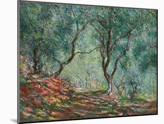 Olive Trees in the Moreno Garden; Bois D'oliviers Au Jardin Moreno, 1884 (Oil on Canvas)-Claude Monet-Mounted Giclee Print