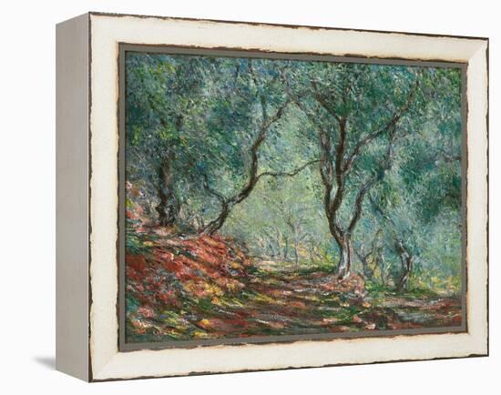 Olive Trees in the Moreno Garden; Bois D'oliviers Au Jardin Moreno, 1884 (Oil on Canvas)-Claude Monet-Framed Premier Image Canvas