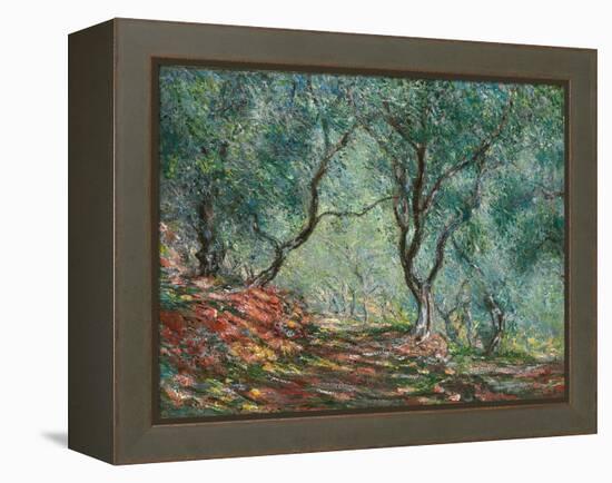 Olive Trees in the Moreno Garden; Bois D'oliviers Au Jardin Moreno, 1884 (Oil on Canvas)-Claude Monet-Framed Premier Image Canvas