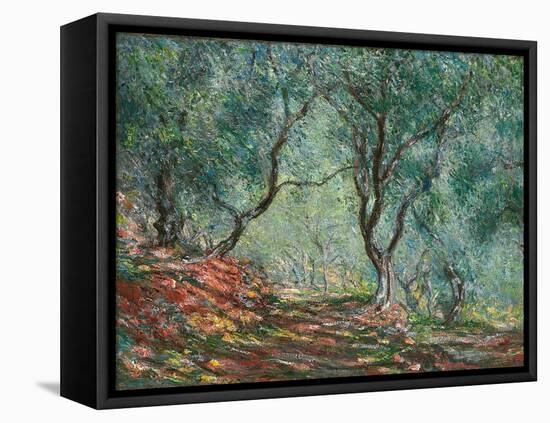 Olive Trees in the Moreno Garden; Bois D'oliviers Au Jardin Moreno, 1884 (Oil on Canvas)-Claude Monet-Framed Premier Image Canvas