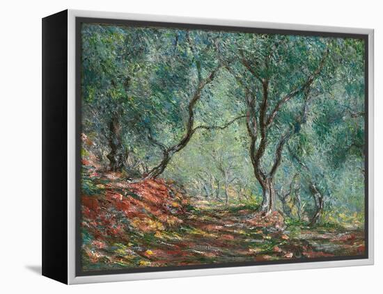 Olive Trees in the Moreno Garden; Bois D'oliviers Au Jardin Moreno, 1884 (Oil on Canvas)-Claude Monet-Framed Premier Image Canvas