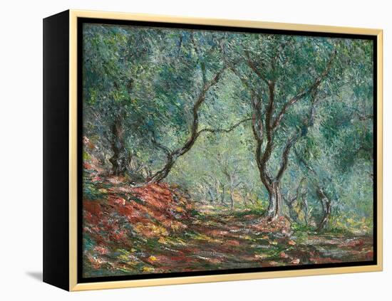 Olive Trees in the Moreno Garden; Bois D'oliviers Au Jardin Moreno, 1884 (Oil on Canvas)-Claude Monet-Framed Premier Image Canvas