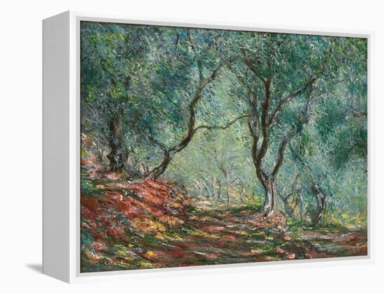 Olive Trees in the Moreno Garden; Bois D'oliviers Au Jardin Moreno, 1884 (Oil on Canvas)-Claude Monet-Framed Premier Image Canvas