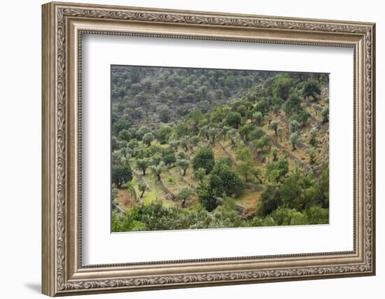 Olive Trees, Majorca, the Balearic Islands, Spain-Rainer Mirau-Framed Photographic Print