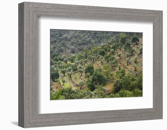 Olive Trees, Majorca, the Balearic Islands, Spain-Rainer Mirau-Framed Photographic Print