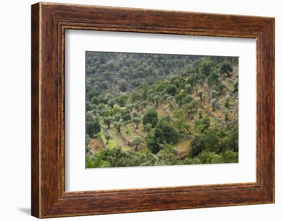 Olive Trees, Majorca, the Balearic Islands, Spain-Rainer Mirau-Framed Photographic Print