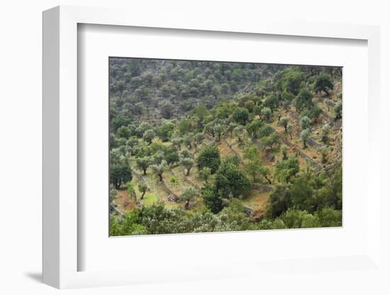 Olive Trees, Majorca, the Balearic Islands, Spain-Rainer Mirau-Framed Photographic Print