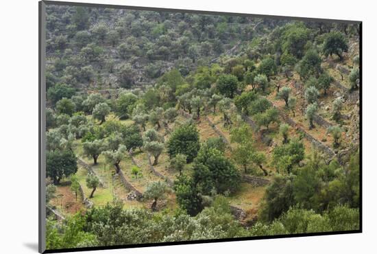 Olive Trees, Majorca, the Balearic Islands, Spain-Rainer Mirau-Mounted Photographic Print
